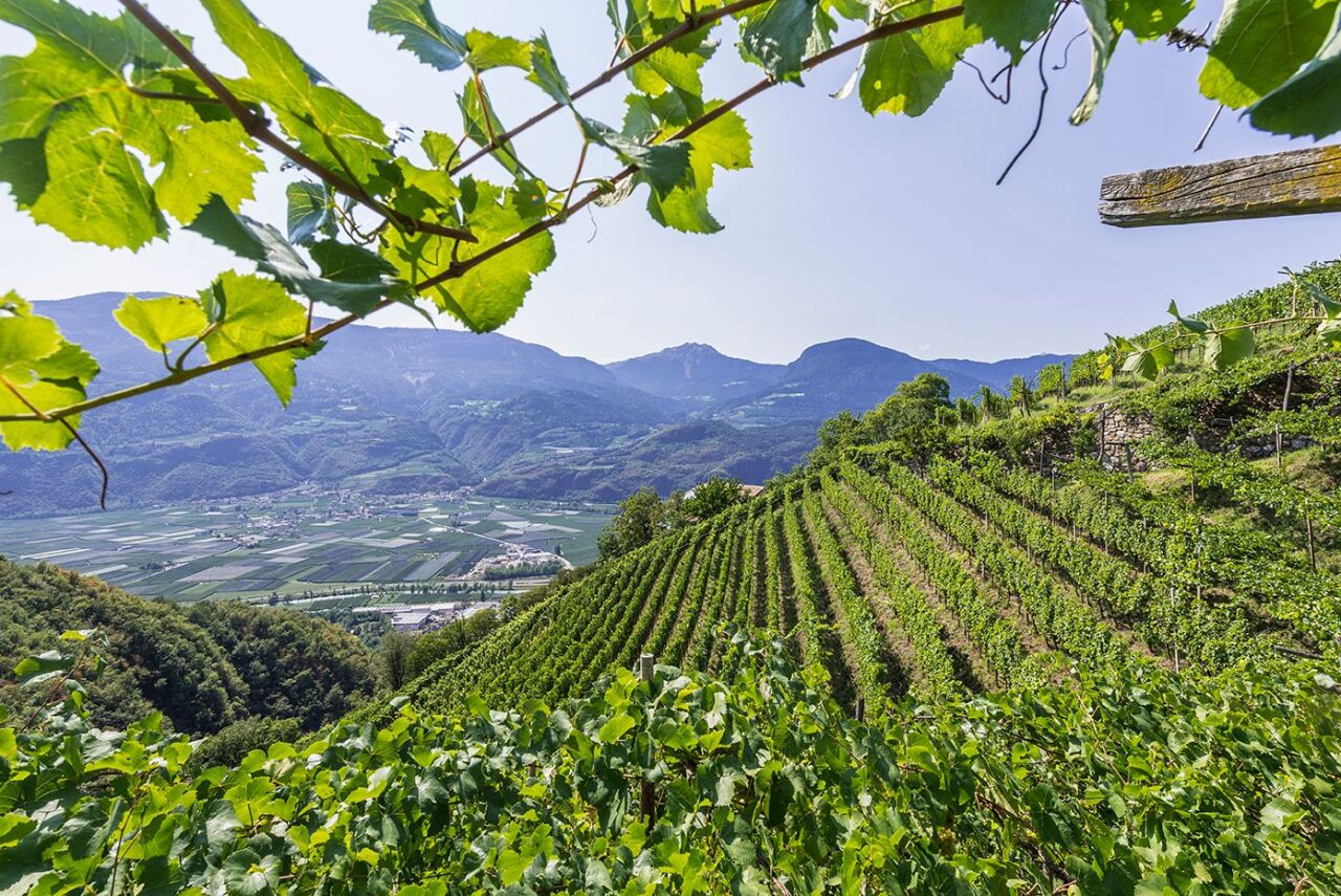 Weinberge über dem Etschtal in Südtirol